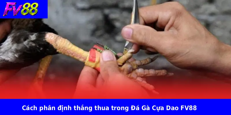 Cách phân định thắng thua trong Đá Gà Cựa Dao FV88