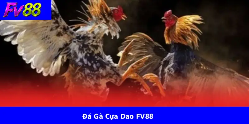 Đá Gà Cựa Dao FV88