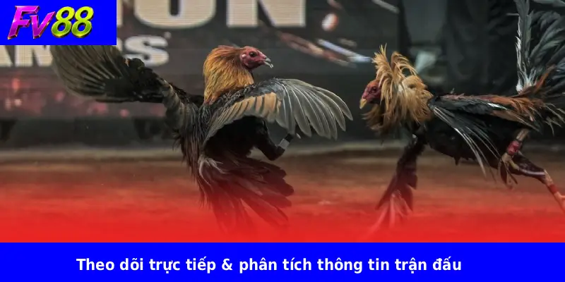 Theo dõi trực tiếp & phân tích thông tin trận đấu