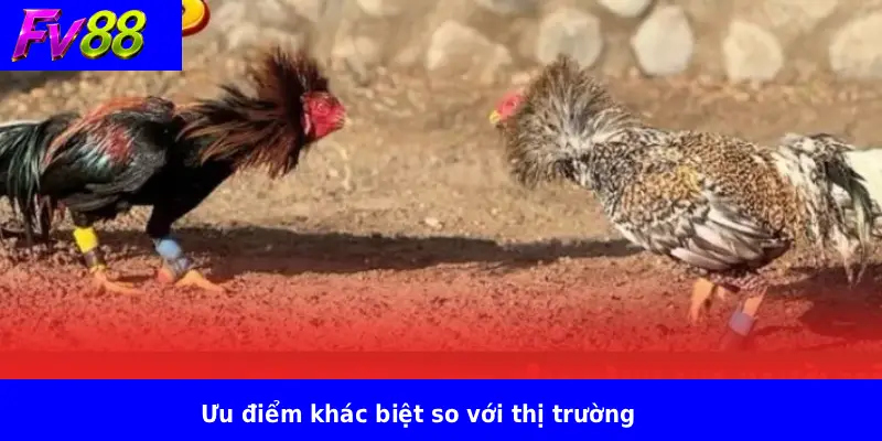 Ưu điểm khác biệt so với thị trường