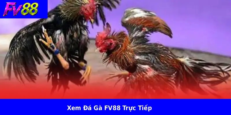 Xem Đá Gà FV88 Trực Tiếp